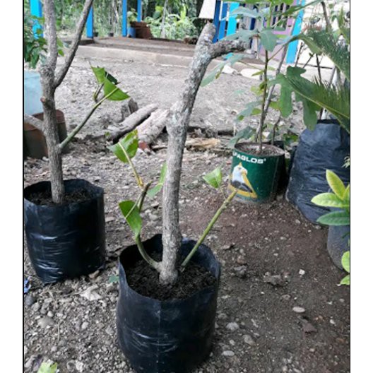 NATURE STEK Formola Stek tanaman buah  PPK