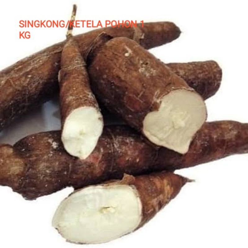 

KETELA POHON/SINGKONG