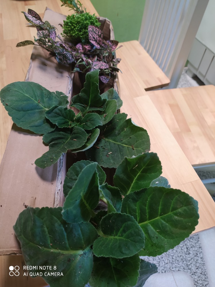 Tanaman Hias - Bibit Bunga Ande Lumut