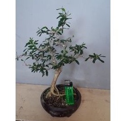 Bonsai Mame Jeruk Kingkit