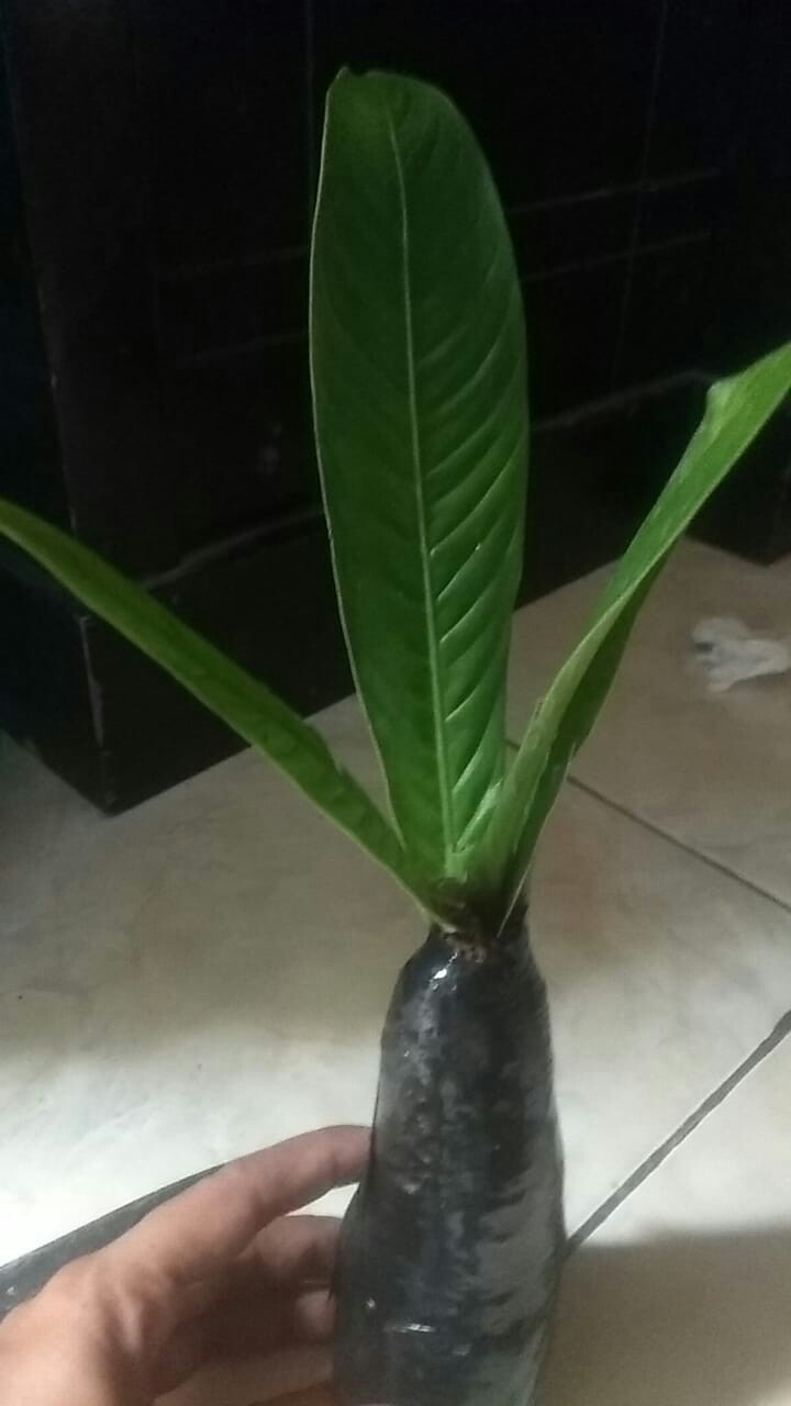 Tanaman Hias Bibit Anturium Linet