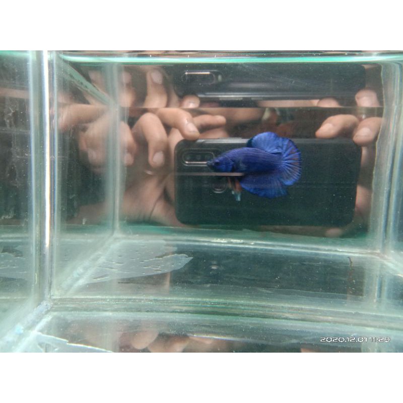 ikan cupang/Betta Plakat Avatar black blue(BBL)