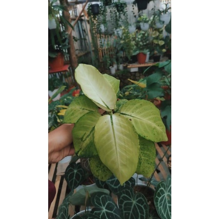 aglonema tisu