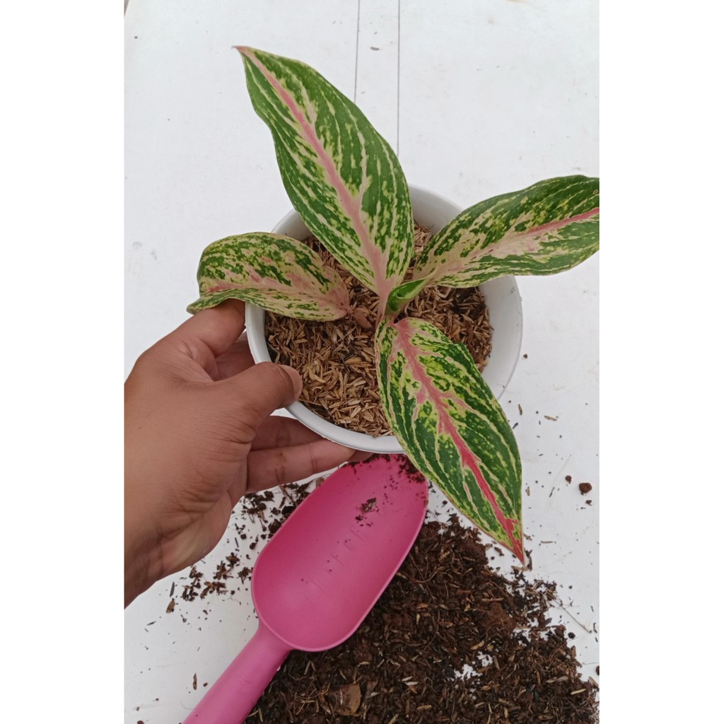 Aglonema Butterfly/Aglonema Buterfly Murah/Butterfly