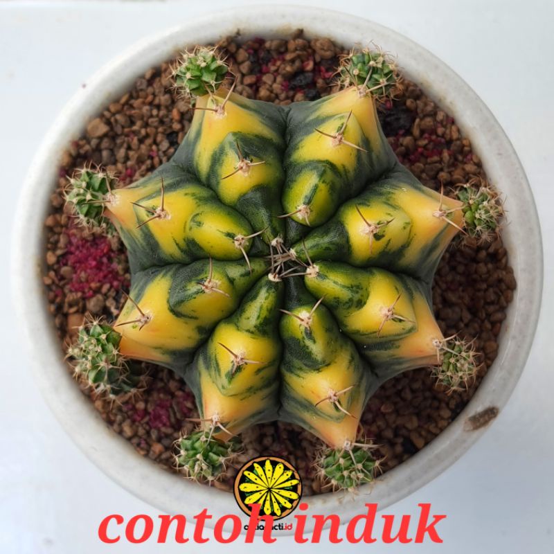 Kaktus ownroot gymnocalycium miha variegata yellow thai
