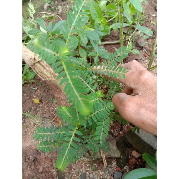 

daun Meniran segar herbal 250 gr