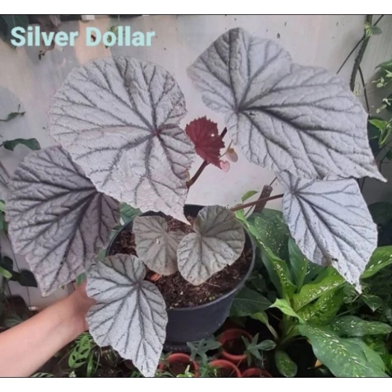 Tanaman Hias Begonia Silver Dollar Daun JUMBO