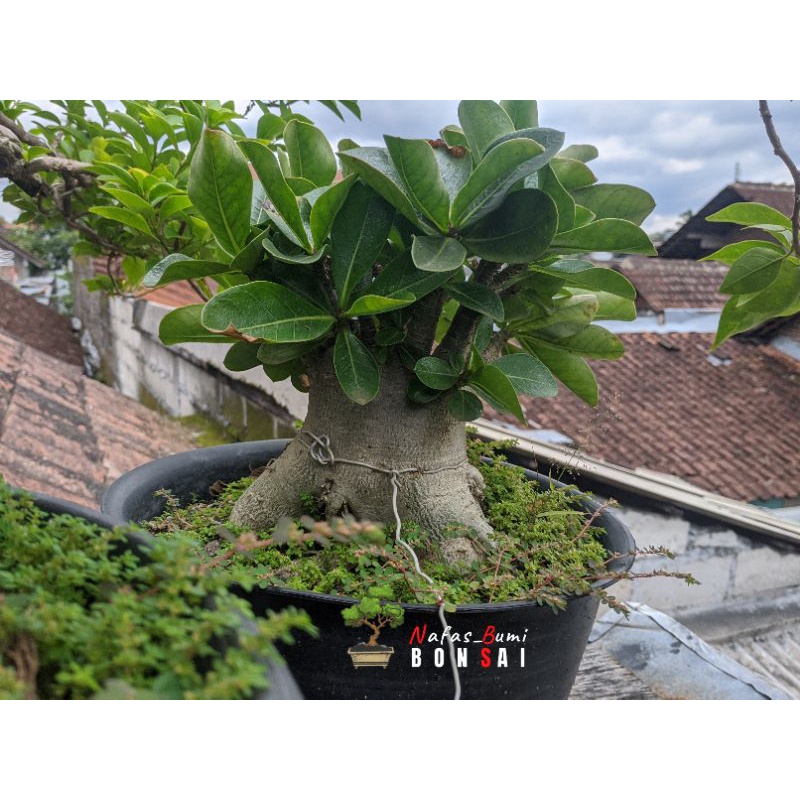 Bonsai kamboja jepang adenium import cabang seribu Small