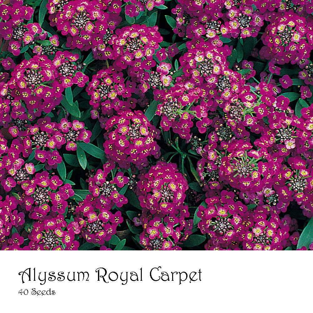 PlantaSeed - 40 Seeds - Alyssum Royal Carpet Benih Biji Bunga - PAS0191