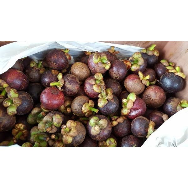 

Manggis Buah Segar Bandung