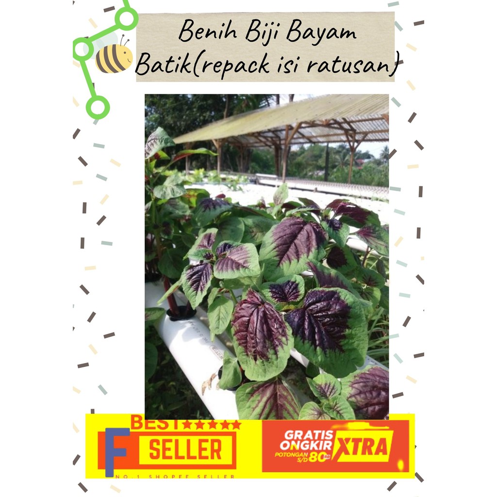 benih bayam merah/ benih sayuran dan buah/ bibit bayam/ benih sayuran hidroponik/ Bayam Batik