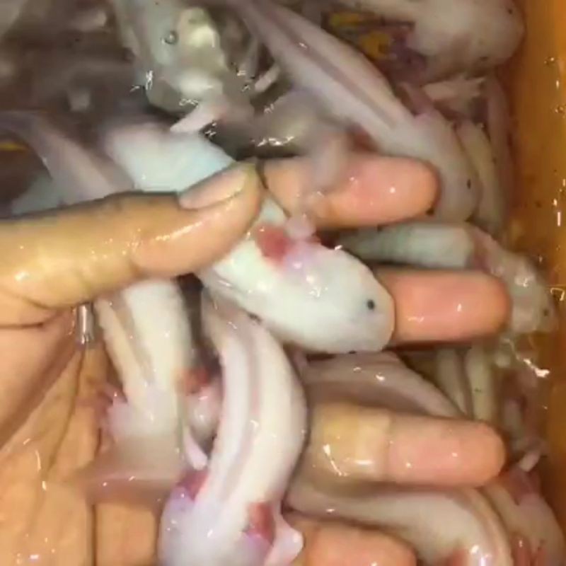 IKAN ABSOLUTE / SALAMANDER AXOLOTL 15cm