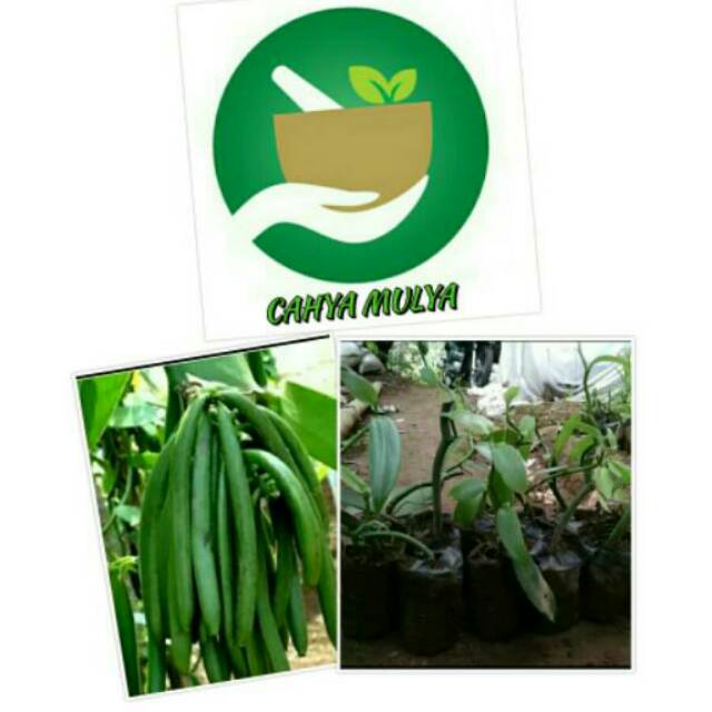 Bibit vanili- tanaman vanili- pohon vanili