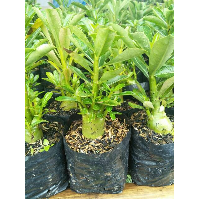 Bibit tanaman hias adenium - Tanaman kamboja jepang