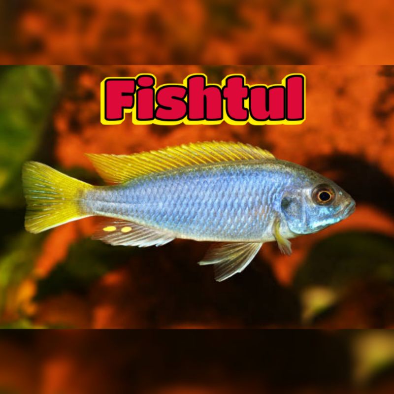 Cichlid Yellow Tail Acei