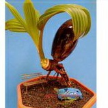 Bahan bonsai kelapa minion hijau / bibit kelapa hijau gading lonjong