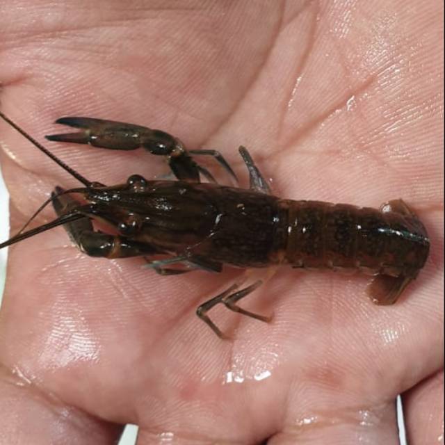 

Lobster Air Tawar Konsumsi