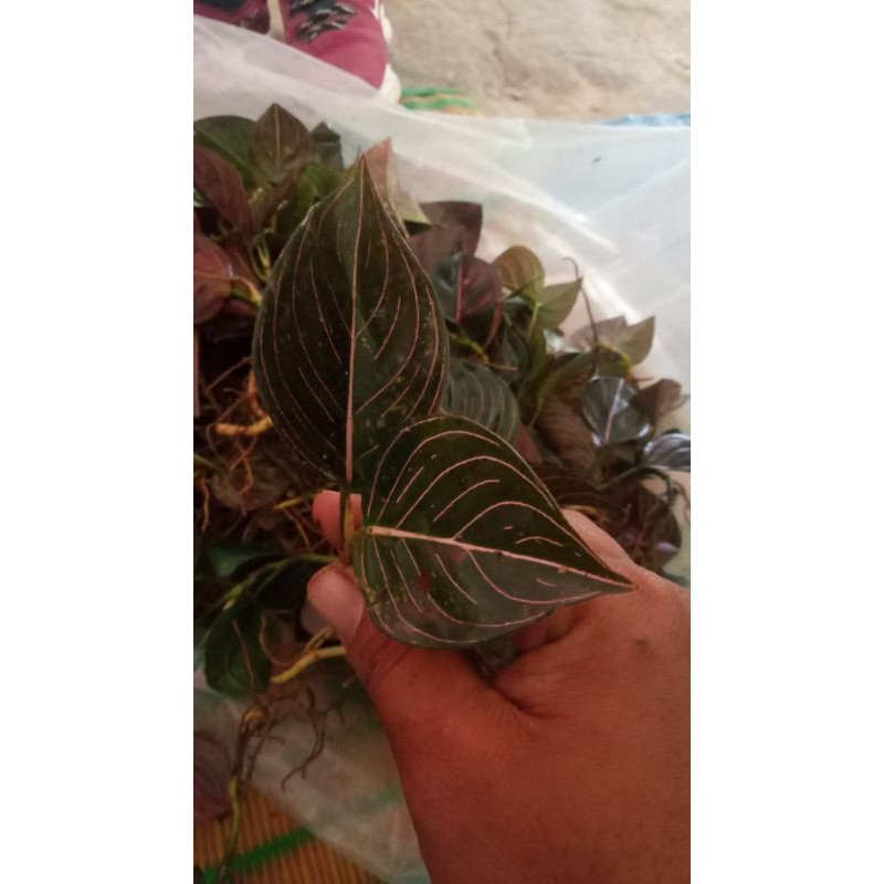 

retundum aceh.52btg100000