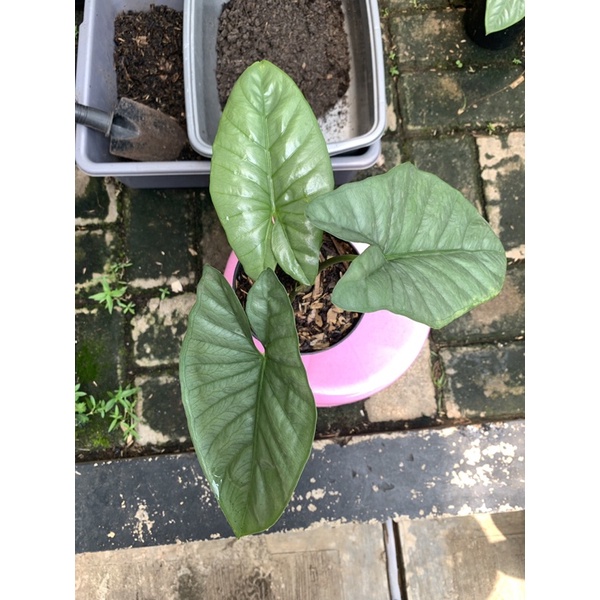 Alocasia Corazon/tanaman alokasia