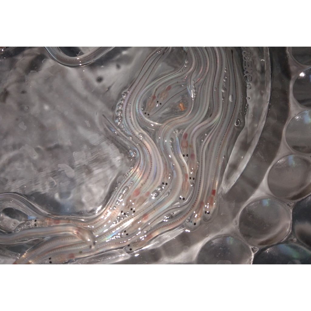 Jual Bibit Sidat Glass Eel Jenis Bicolor (1 Kg isi 4000 6000