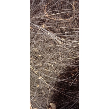 Ijuk Aren bahan atap gazebo, kakaban dll berat 500 gram