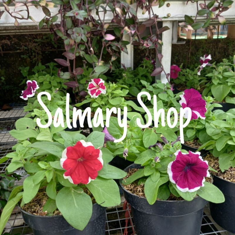 Tanaman Hias Bunga Gantung Petunia Tanaman Bunga Petunia