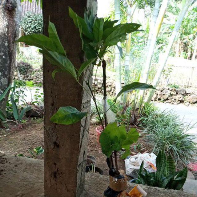 Bibit Mangga Alpukat Supermurah