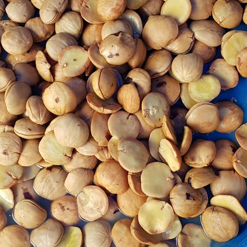 

JENGKOL REBUS SIAP MASAK !! 100% rempah nenek moyang