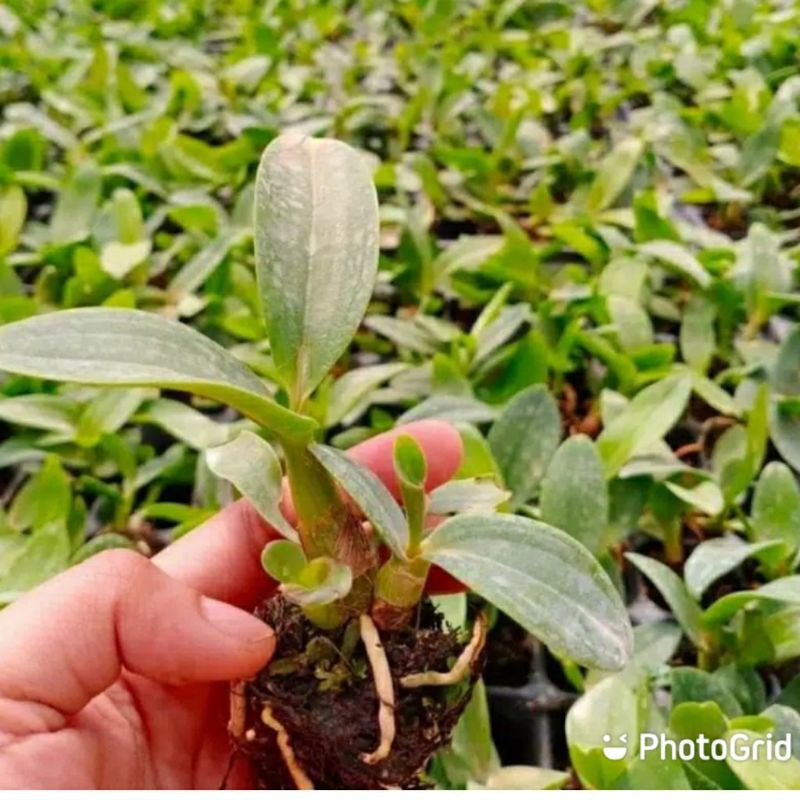 paket 2 seedling anggrek dendrobium - seedling anggrek dendro - paket 2 anggrek dendro