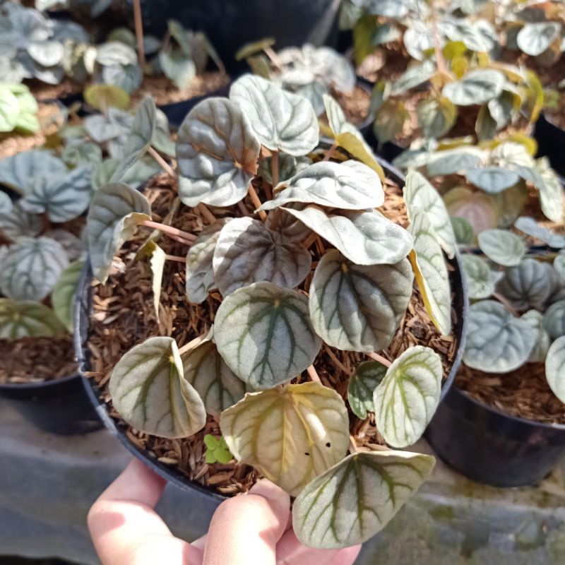 tanaman hias peperomia silver caperata / peperomia silver ripple