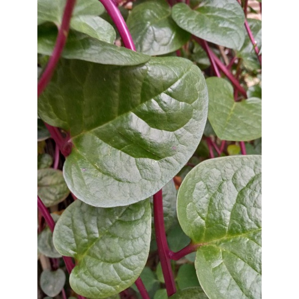 Daun Binahong Merah