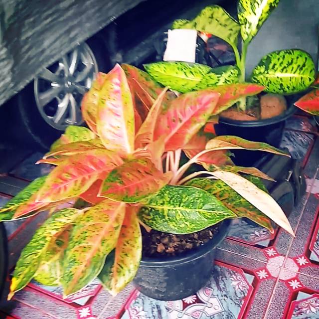 Bunga talas/ aglaonema /aglaonema big roy pink