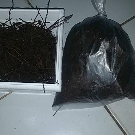 

Termurah Pakis cacah / hancur 150gr