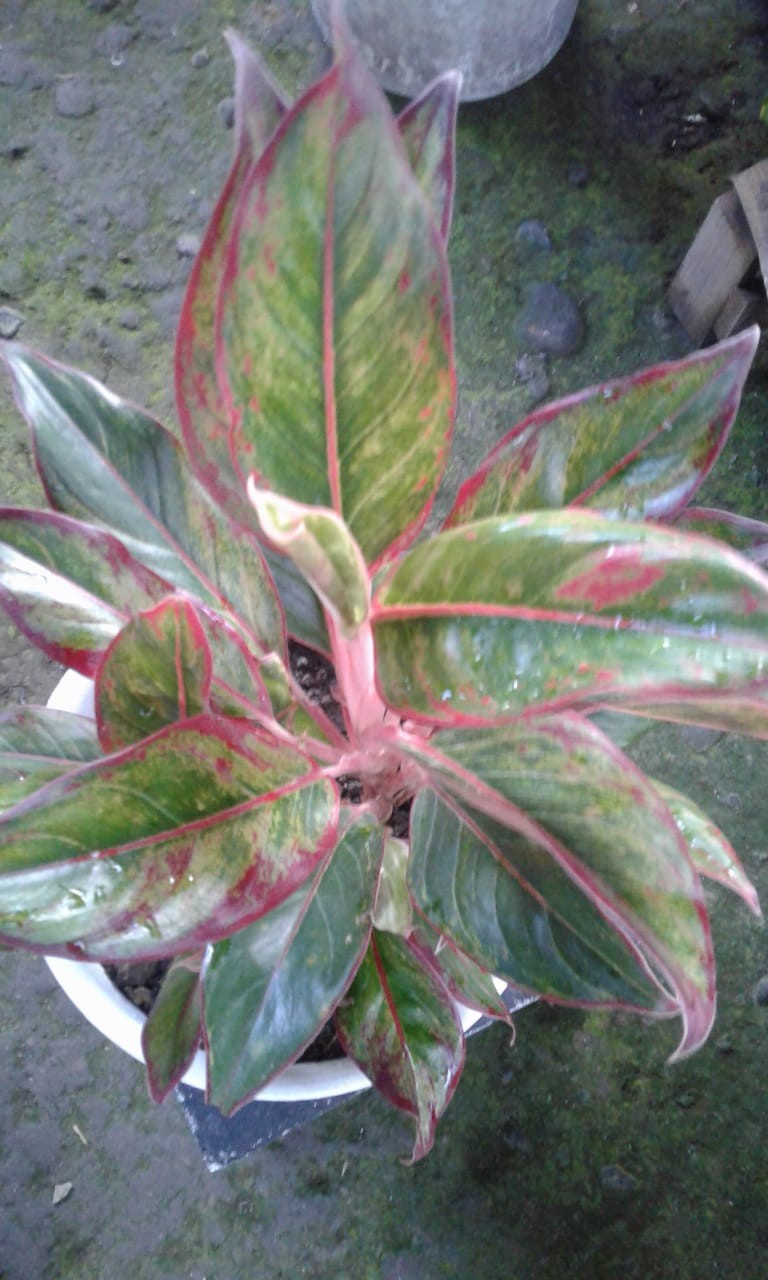 Emhabatik | Kemeja Batik Pria Lengan Panjang Ready Sragam