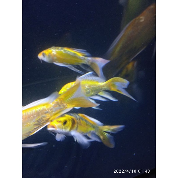 ikan hias koi metalik slayer kumpai