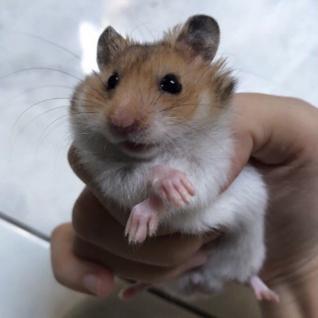 Hamster Syrian Satin short hair cowok