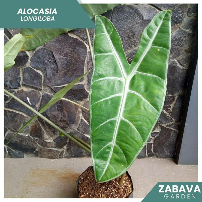 Alocasia longiloba