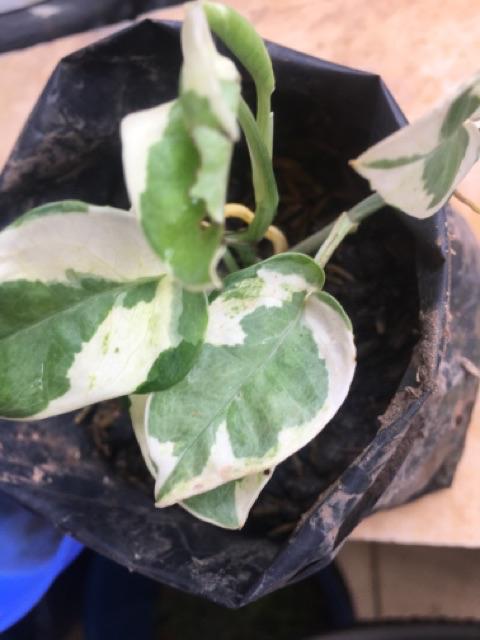 Tanaman Hias Sirih Gading Enjoy - Pohon Sirih Gading Koin - Tanaman Gantung Merambat