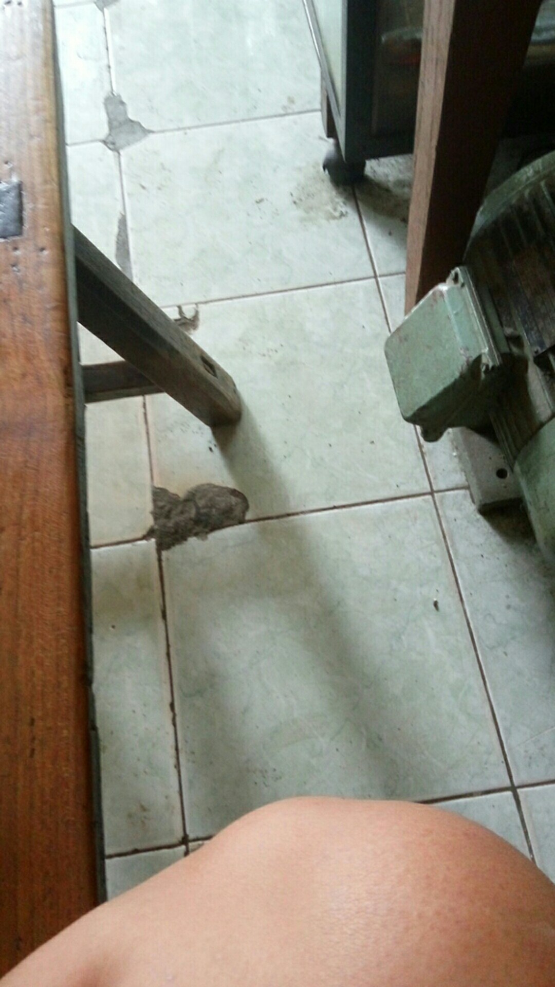 Mystery Box Guppy Fish