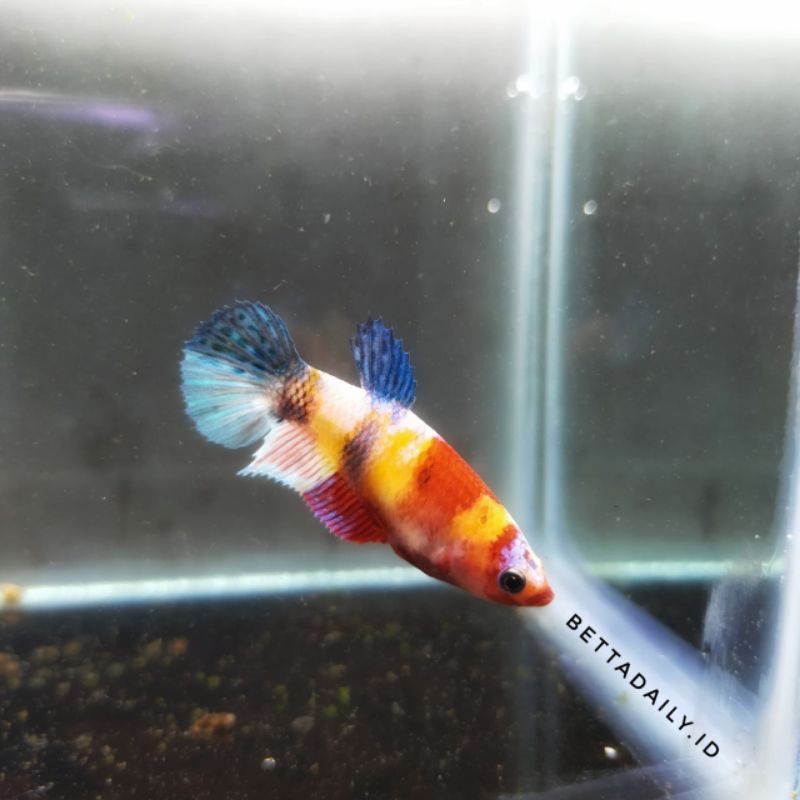 cupang  yellow base | multicolor | nemo | fancy | yellow koi | fccp | avatar