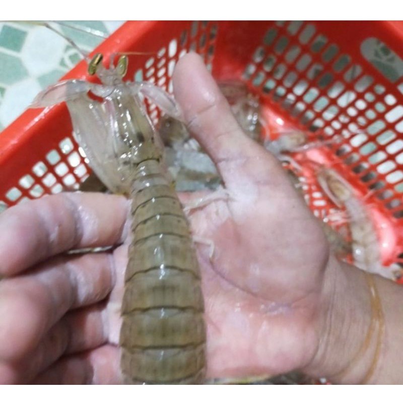 

udang ronggeng live