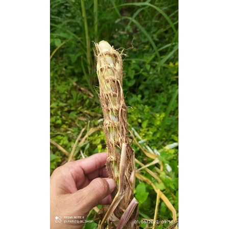 cutting stek bibit rumput gajah pakan sapi