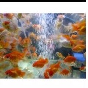 ikan Mas koki kecil aquarium