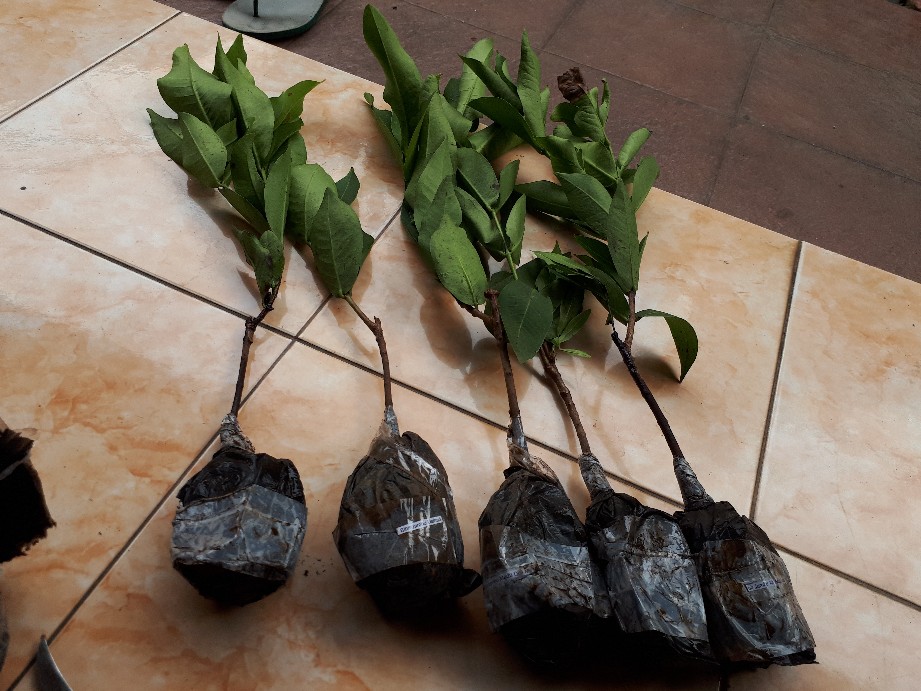 Bibit Jambu Air Madu Susu