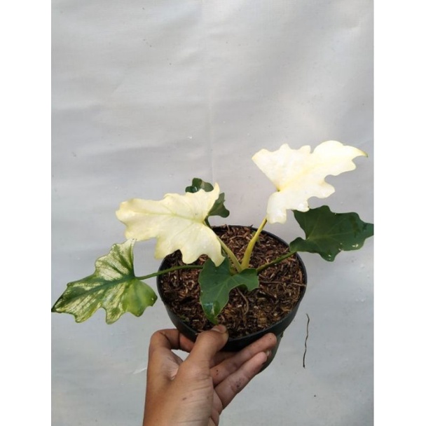 Tanaman Hias Selloum Varigata / Philodendron Selloum Varigata