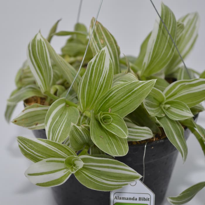 Tanaman Tradescantia Fluminensis