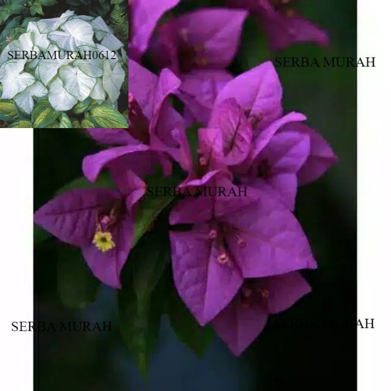 Tanaman hias bougenville Bunga Ungu Bibit bougenville Ungu