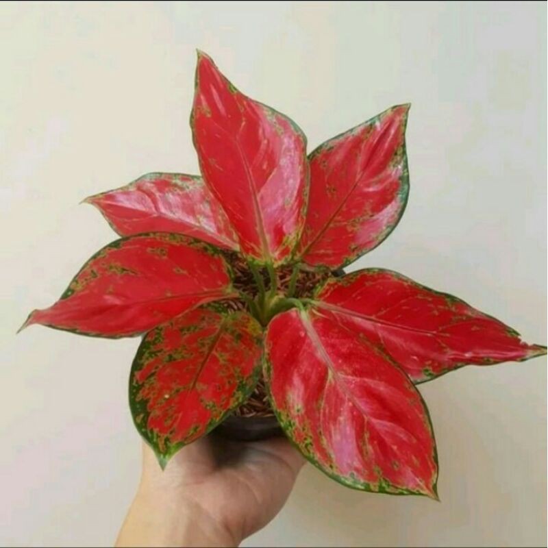 Tanaman Hias Bibit Aglonema Red Anjamani / Aglonema Red Anjamani / Red Anjamani