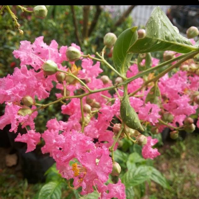 Sakura lokal