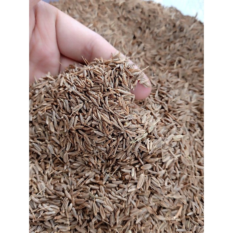 

Jinten Jintan Cumin Caraway Seed 100G Gram Fresh Dan bersih